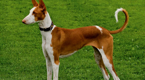 伊比赞猎犬好养吗?该犬毛发较容易打理 伊比赞猎犬好养吗?该犬毛发较容易打理
