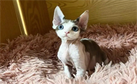 怎么选德文卷毛猫