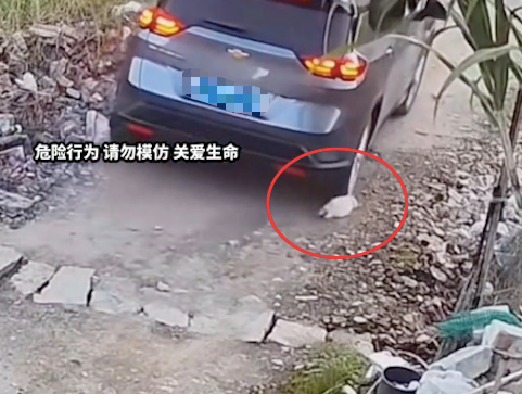 小奶狗上一秒还在喝奶，下一秒就被汽车碾死