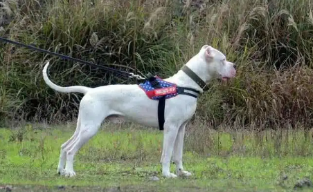 犬戎族是现在哪个民族 犬戎族是现在哪个民族