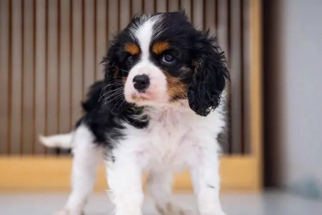 查理王犬图片价格多少钱