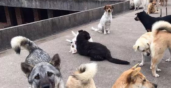 超14天无人领养流浪犬就要实行安乐死，你们支持吗？