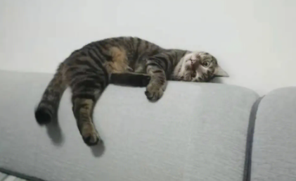 中国狸花猫起源