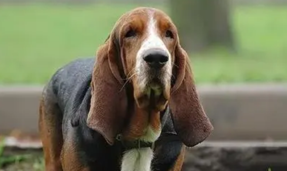 巴吉度犬性格 温和忠诚又恋人