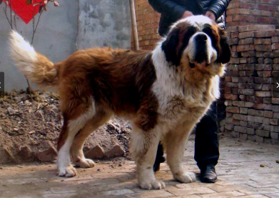 圣伯纳犬价格多少钱一只