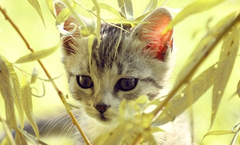 波米拉猫吃什么?波米拉猫喂养知识 波米拉猫吃什么?波米拉猫喂养知识