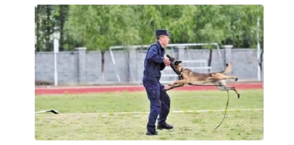 辽宁两岁警犬“师皮年”获评首批功勋犬