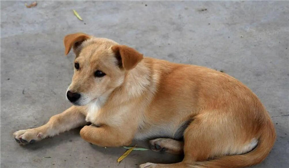 土狗是什么意思 土狗是什么意思