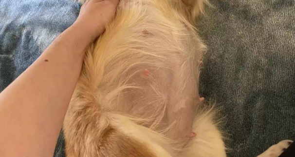 狗狗肚子越来越大，兽医却保证它绝对没怀孕，可几周后...天降九宝？