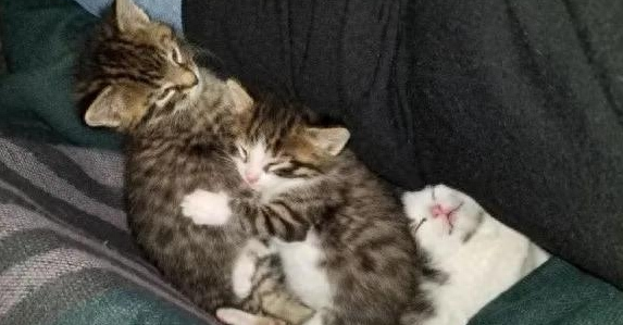 猫妈把娃送到网友家后就走，隔几个月又送来4只