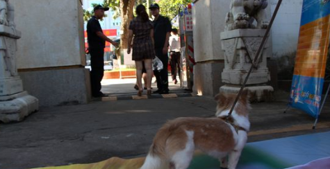 海南高考第一天:送主人去考试的“蝴蝶犬” 海南高考第一天:送主人去考试的“蝴蝶犬”