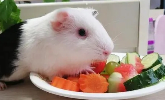 豚鼠吃什么食物最好 豚鼠吃什么食物最好