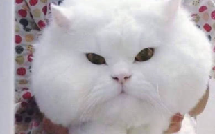 把猫咪寄养在外婆家，半年后去接它时，仿佛看到了过完年的自己 