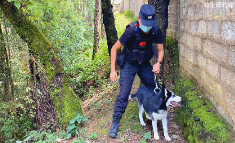 哈士奇成为搜救犬,把自己走丢了....... 哈士奇成为搜救犬,把自己走丢了.......