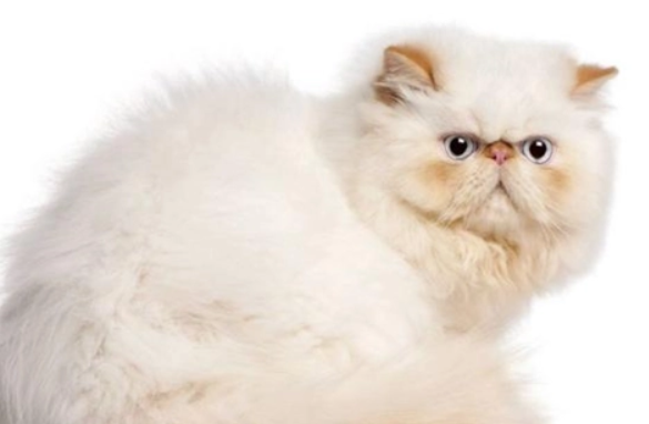 斯可可猫的性格 该猫性格十分温顺