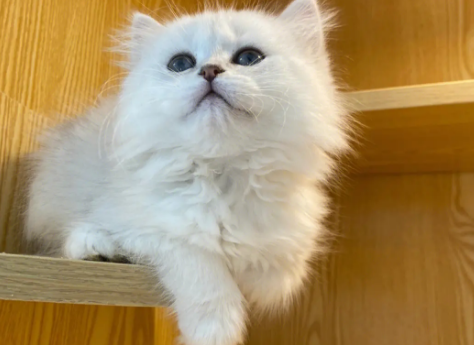 长毛银点猫和金吉拉猫区别，可以认识一下