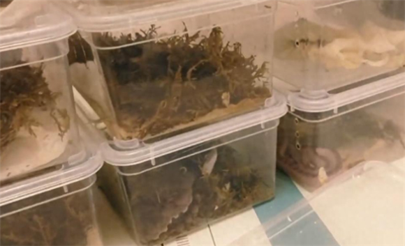 “家里养了270条蛇”!湖南一男子租房养蛇,蛇外逃致多户邻居家 “家里养了270条蛇”!湖南一男子租房养蛇,蛇外逃致多户邻居家