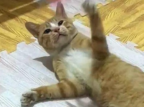 主人给橘子猫洗澡,大橘子抱着椅子腿不肯放弃,猫:不想洗了 主人给橘子猫洗澡,大橘子抱着椅子腿不肯放弃,猫:不想洗了