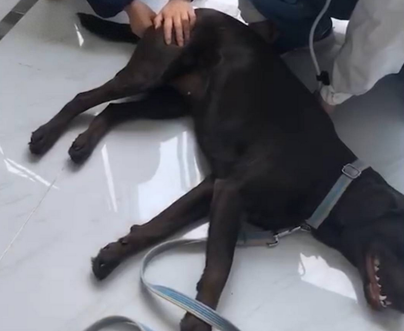 成都一小区多条宠物狗被毒死 投毒人免于起诉 住户已提请民事赔偿