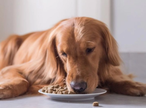 小金毛犬图片大全 小金毛犬图片大全