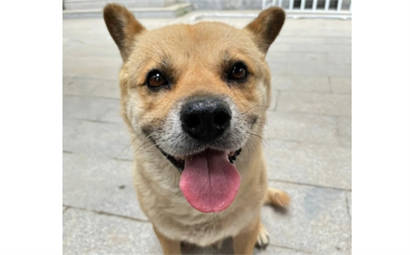 土狗几个月能看出凶性