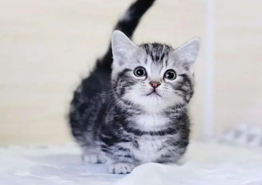 虎斑金渐层猫多少钱一只