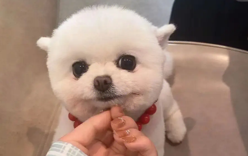 博美狗狗来月经一般要多久 博美狗狗来月经一般要多久