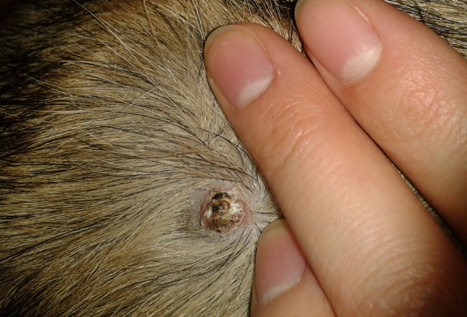 疣猴肉粒图片