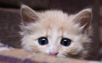 猫为什么要偷偷跟着主人去厕所？可能他不只是缺乏安全感！ 