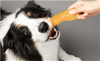 馋狗馋猫宠物零食能吃吗