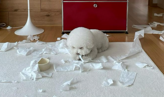 被医生说肥胖的比熊犬无敌委屈,埋在主人胸口讨摸摸 被医生说肥胖的比熊犬无敌委屈,埋在主人胸口讨摸摸