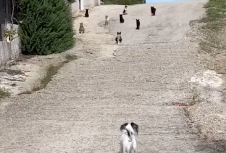遛狗时遇到8只猫咪拦路，狗狗考虑了许久还是怂了：我们绕道走吧