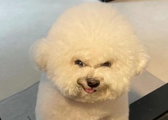 可爱的比熊犬能有多吓人?!它邪魅一笑:爱我你怕了吗? 可爱的比熊犬能有多吓人?!它邪魅一笑:爱我你怕了吗?