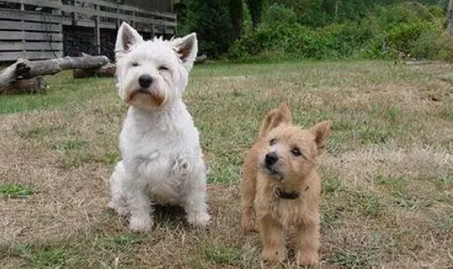 点指名犬——鬼马小精灵,诺维奇梗 点指名犬——鬼马小精灵,诺维奇梗