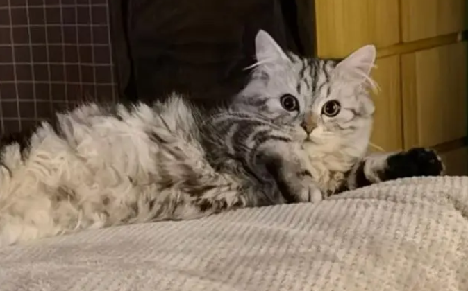 返祖猫和高地的区别，返祖猫和高地的区别是什么