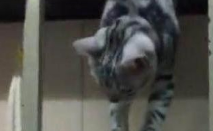 宿舍里养了一只猫咪，每次的上下的动作都让室友们笑得肚子疼！