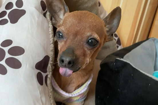 小狗横过马路被车撞 两主人痛失爱犬伤心欲绝 小狗横过马路被车撞 两主人痛失爱犬伤心欲绝