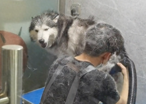 小哥给哈士奇洗澡吹毛,自己快要变成雪人了 小哥给哈士奇洗澡吹毛,自己快要变成雪人了