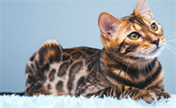 如何养好一只孟加拉猫
