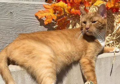 路遇两只流浪猫，看到两只猫的动作感觉不能接受：这么大了还吃奶 