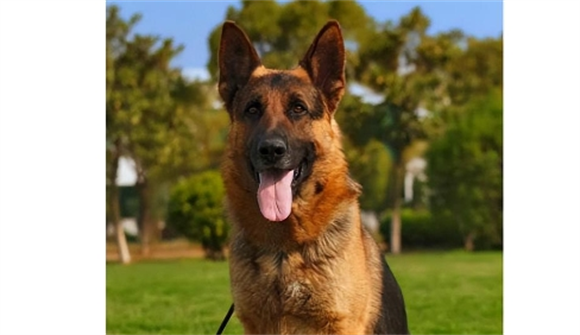 东德犬和西德犬的区别