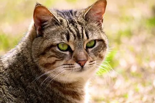 加州闪亮猫能吃什么水果 加州闪亮猫适合水果介绍 加州闪亮猫能吃什么水果 加州闪亮猫适合水果介绍