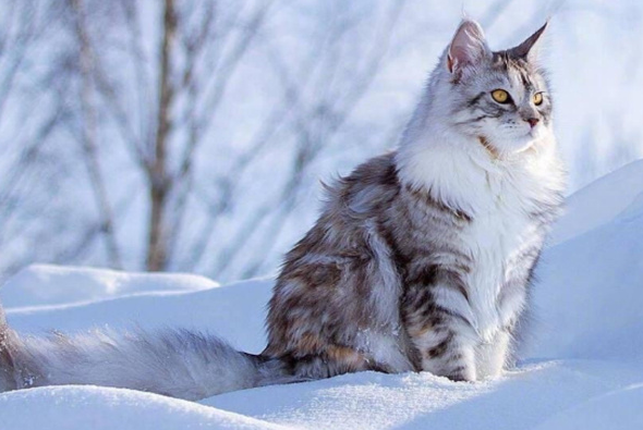 挪威森林猫很贵吗 挪威森林猫很贵吗