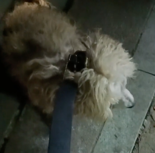 流浪狗被救助后,它竟一一向曾经喂过饭的老板道谢和告别,泪目了 流浪狗被救助后,它竟一一向曾经喂过饭的老板道谢和告别,泪目了