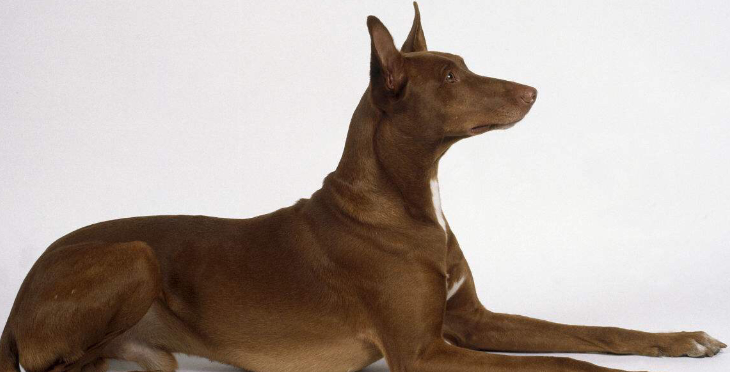 法老王猎犬的性格分析：该犬警惕而活跃