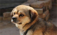 中华田园犬最便宜多少钱一只