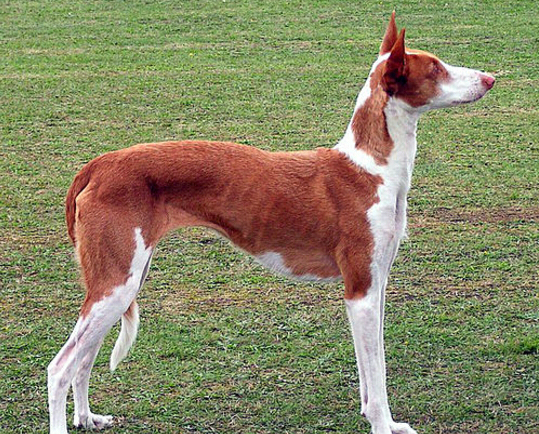 未宠百科为您犬种知识普及:伊比赞猎犬 未宠百科为您犬种知识普及:伊比赞猎犬