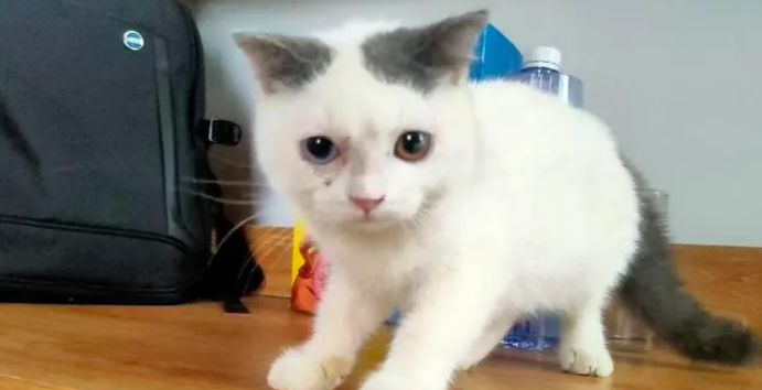 净梵猫是什么样子的啊？