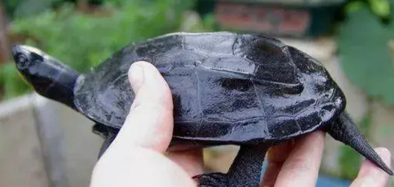 要怎样才能饲养出一只好的墨龟呢？