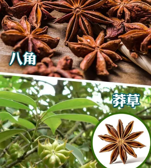 剧毒章鱼差点下锅?这些易混淆食物千万要注意! 剧毒章鱼差点下锅?这些易混淆食物千万要注意!